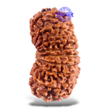 Load image into Gallery viewer, 16 Mukhi Rudraksha from Nepal - Bead No. 98