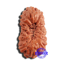 Load image into Gallery viewer, 16 Mukhi Rudraksha from Indonesia - Bead No 247
