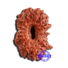 Load image into Gallery viewer, 16 Mukhi Rudraksha from Indonesia - Bead No 254
