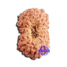 Load image into Gallery viewer, 16 Mukhi Rudraksha from Indonesia - Bead No 303
