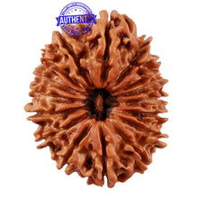 Load image into Gallery viewer, 16 Mukhi Rudraksha from Nepal - Bead No. 68