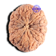 Load image into Gallery viewer, 10 Mukhi Rudraksha from Indonesia - Bead No. 16