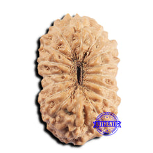 Load image into Gallery viewer, 16 Mukhi Rudraksha from Indonesia - Bead No 322