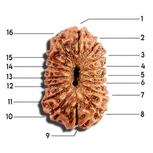 Load image into Gallery viewer, 16 Mukhi Rudraksha from Indonesia - Bead No. 314