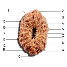 Load image into Gallery viewer, 16 Mukhi Rudraksha from Indonesia - Bead No 326