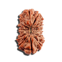 Load image into Gallery viewer, 16 Mukhi Rudraksha from Indonesia - Bead No. 317
