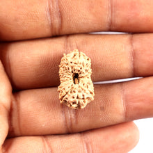 Load image into Gallery viewer, 16 Mukhi Rudraksha from Indonesia - Bead No. 313