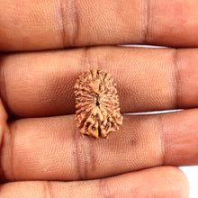 Load image into Gallery viewer, 16 Mukhi Rudraksha from Indonesia - Bead No. 314