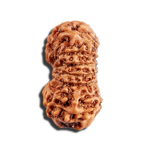 Load image into Gallery viewer, 16 Mukhi Rudraksha from Indonesia - Bead No. 314