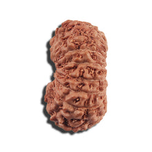 Load image into Gallery viewer, 16 Mukhi Rudraksha from Indonesia - Bead No 323