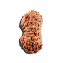 Load image into Gallery viewer, 16 Mukhi Rudraksha from Indonesia - Bead No 326