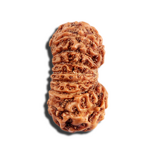 Load image into Gallery viewer, 16 Mukhi Rudraksha from Indonesia - Bead No. 314