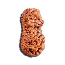 Load image into Gallery viewer, 16 Mukhi Rudraksha from Indonesia - Bead No. 317
