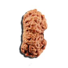 Load image into Gallery viewer, 16 Mukhi Rudraksha from Indonesia - Bead No 326
