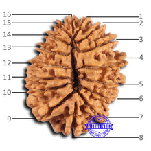Load image into Gallery viewer, 16 Mukhi Rudraksha from Nepal - Bead No. 105