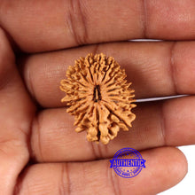 Load image into Gallery viewer, 16 Mukhi Rudraksha from Nepal - Bead No. 105