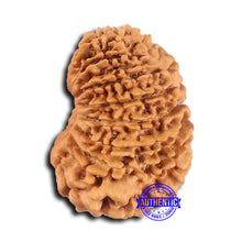 Load image into Gallery viewer, 16 Mukhi Rudraksha from Nepal - Bead No. 105