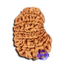 Load image into Gallery viewer, 16 Mukhi Rudraksha from Nepal - Bead No. 105