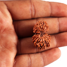 Load image into Gallery viewer, 16 Mukhi Gaurishanker Rudraksha from Nepal - Bead No. 120