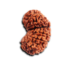 Load image into Gallery viewer, 16 Mukhi Gaurishanker Rudraksha from Nepal - Bead No. 120