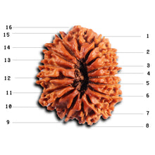 Load image into Gallery viewer, 16 Mukhi Rudraksha from Nepal - Bead No. 117