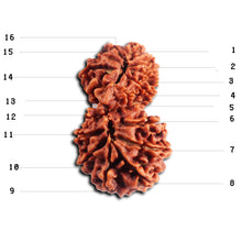 Load image into Gallery viewer, 16 Mukhi Gaurishanker Rudraksha from Nepal - Bead No. 118