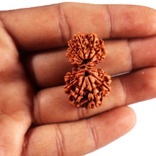 Load image into Gallery viewer, 16 Mukhi Gaurishanker Rudraksha from Nepal - Bead No. 118