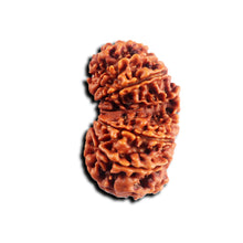 Load image into Gallery viewer, 16 Mukhi Gaurishanker Rudraksha from Nepal - Bead No. 118