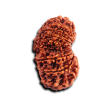 Load image into Gallery viewer, 16 Mukhi Gaurishanker Rudraksha from Nepal - Bead No. 118