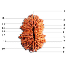 Load image into Gallery viewer, 16 Mukhi Rudraksha from Nepal - Bead No. 113