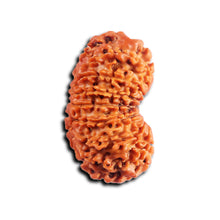 Load image into Gallery viewer, 16 Mukhi Rudraksha from Nepal - Bead No. 113