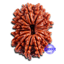 Load image into Gallery viewer, 16 Mukhi Rudraksha from Nepal - Bead No. 114