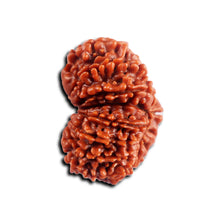 Load image into Gallery viewer, 16 Mukhi Rudraksha from Nepal - Bead No. 114