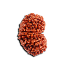 Load image into Gallery viewer, 16 Mukhi Rudraksha from Nepal - Bead No. 114