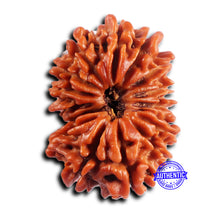 Load image into Gallery viewer, 16 Mukhi Rudraksha from Nepal - Bead No. 115
