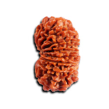 Load image into Gallery viewer, 16 Mukhi Rudraksha from Nepal - Bead No. 115