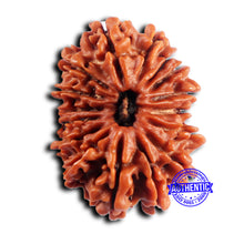 Load image into Gallery viewer, 16 Mukhi Rudraksha from Nepal - Bead No. 116