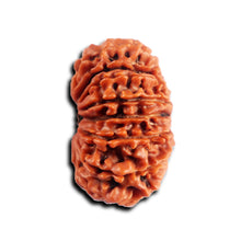 Load image into Gallery viewer, 16 Mukhi Rudraksha from Nepal - Bead No. 116