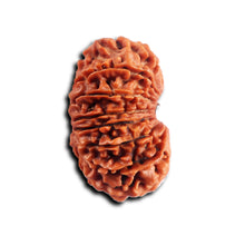 Load image into Gallery viewer, 16 Mukhi Rudraksha from Nepal - Bead No. 116