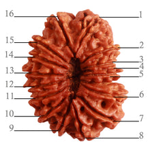 Load image into Gallery viewer, 16 Mukhi Rudraksha from Nepal - Bead No. 91