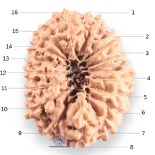 Load image into Gallery viewer, 16 Mukhi Rudraksha from Indonesia - Bead No. 333