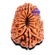 Load image into Gallery viewer, 16 Mukhi Rudraksha from Nepal - Bead No. 102