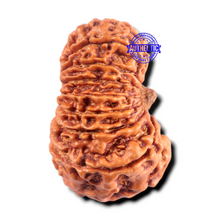 Load image into Gallery viewer, 16 Mukhi Rudraksha from Nepal - Bead No. 102