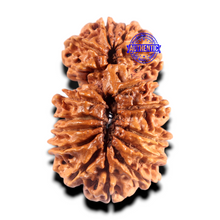 Load image into Gallery viewer, 16 Mukhi Gaurishanker Rudraksha from Nepal - Bead No. 101