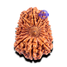Load image into Gallery viewer, 16 Mukhi Rudraksha from Nepal - Bead No. 102