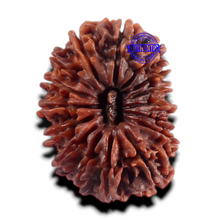 Load image into Gallery viewer, 16 Mukhi Rudraksha from Nepal - Bead No. 69