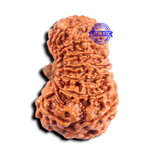 Load image into Gallery viewer, 16 Mukhi Rudraksha from Nepal - Bead No. 102