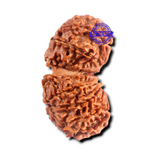 Load image into Gallery viewer, 16 Mukhi Gaurishanker Rudraksha from Nepal - Bead No. 112