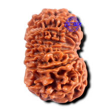 Load image into Gallery viewer, 16 Mukhi Rudraksha from Nepal - Bead No. 121