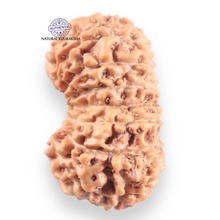 Load image into Gallery viewer, 16 Mukhi Rudraksha from Indonesia - Bead No. 336